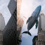 Whale